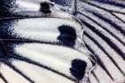 Butterfly wing close-up Art Print